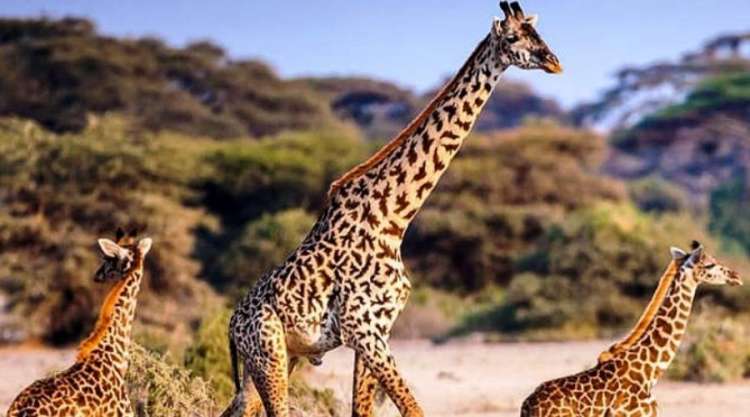 Giraffe